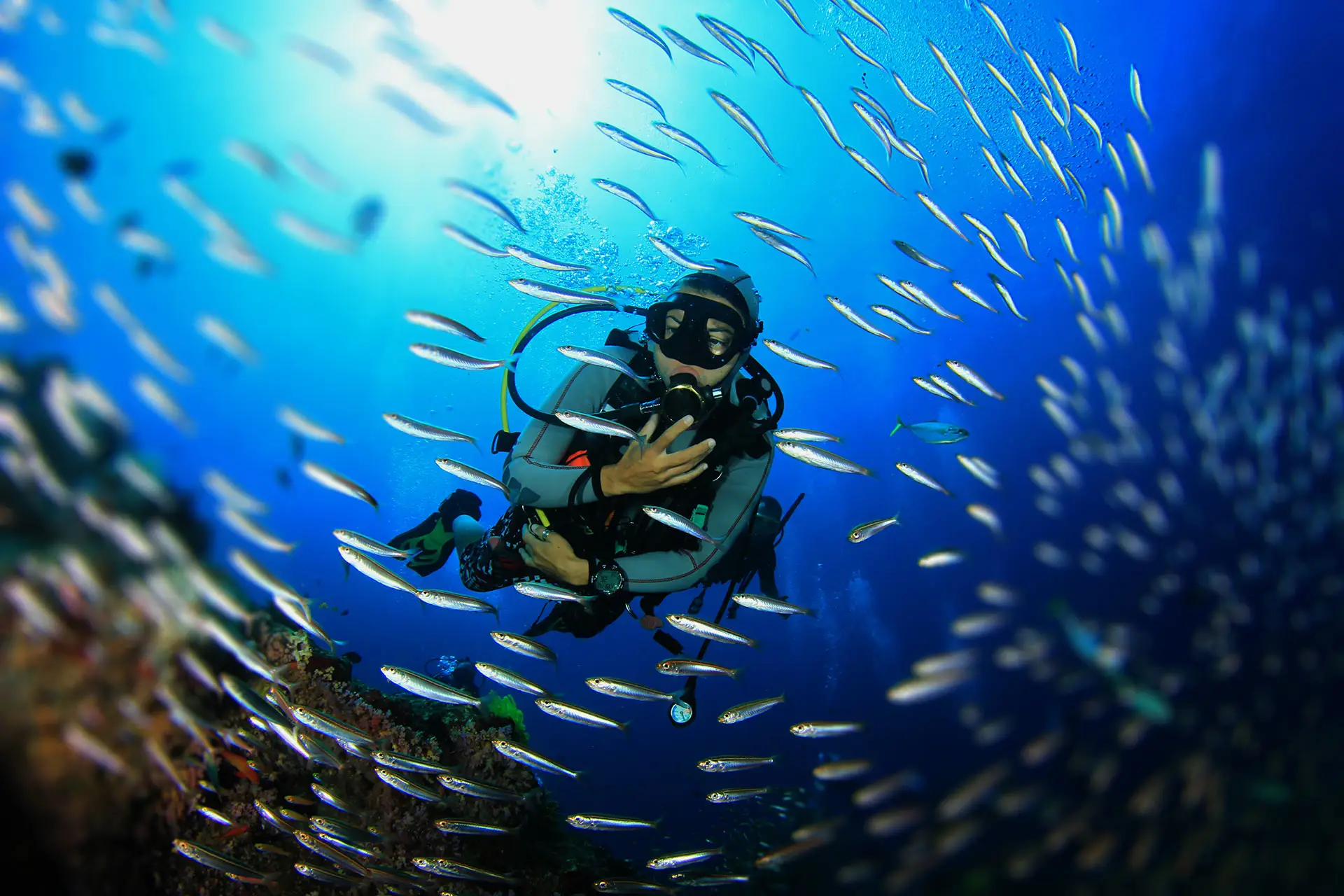 28 gold coast dive adventures dive sites gold coast whale watching season gold coast