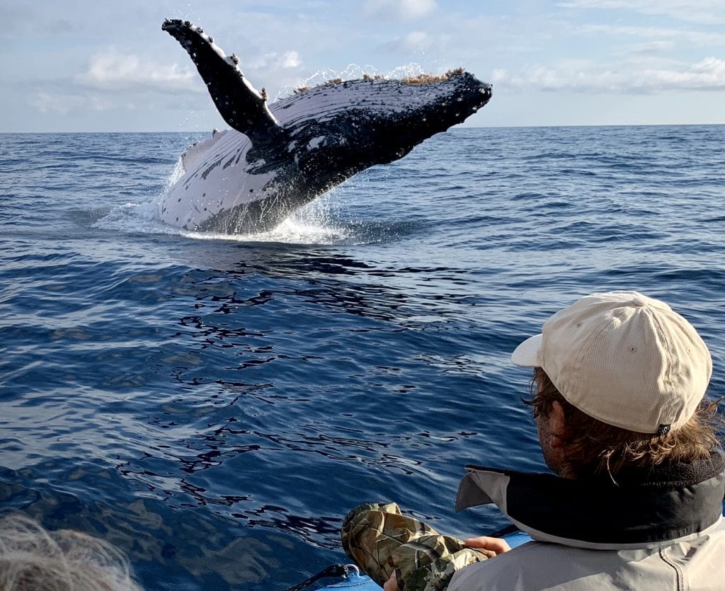 Gold Coast Whale Watching Tours