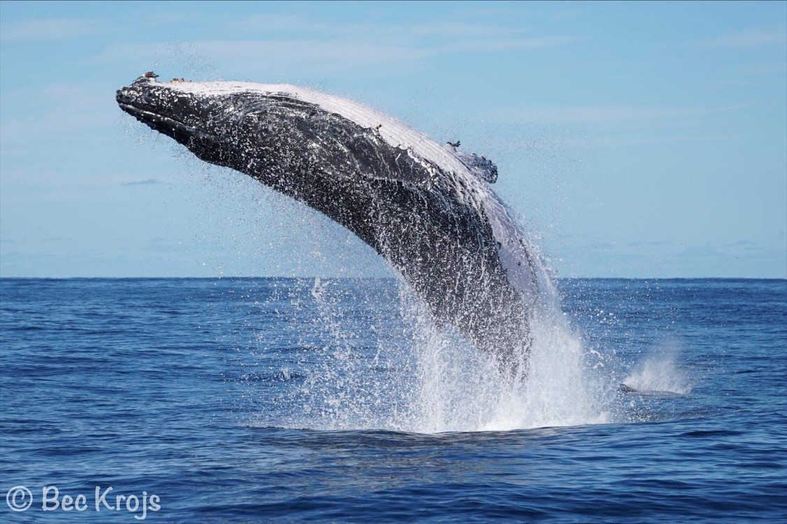 Whale Watching Gold Coast